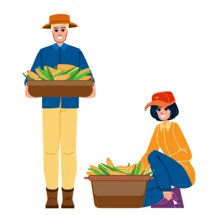 Agricultor y agricultora cosechando maíz  Ilustración