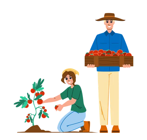 Agricultor masculino y femenino cosechando tomates  Ilustración