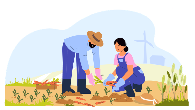 Hombre y mujer agricultor cosechando zanahoria  Ilustración