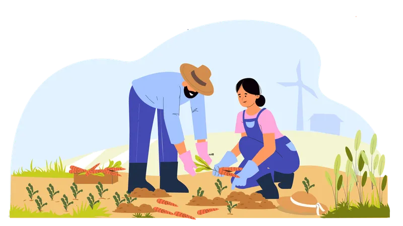 Hombre y mujer agricultor cosechando zanahoria  Ilustración