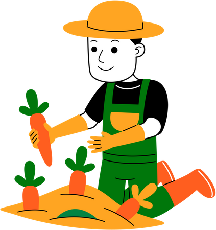Agricultor masculino colhendo cenoura  Ilustração