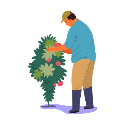 Agricultor masculino tirando frutas da árvore  Ilustração
