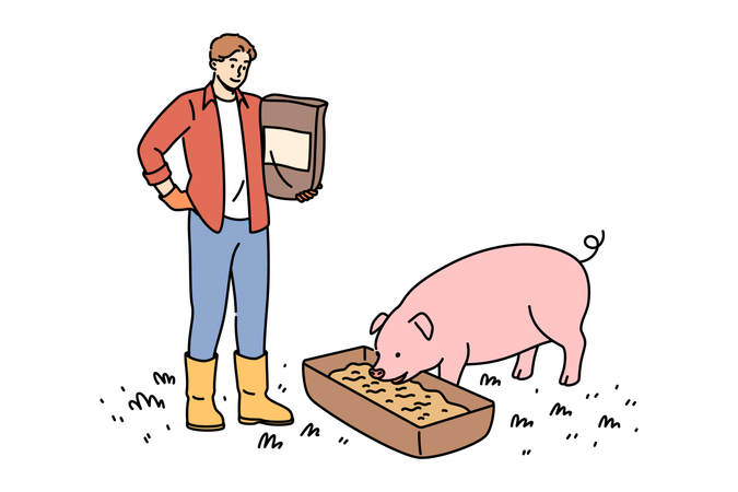 Agricultor envolvido na pecuária e derrama ração de grãos e cereais para porcos  Ilustração