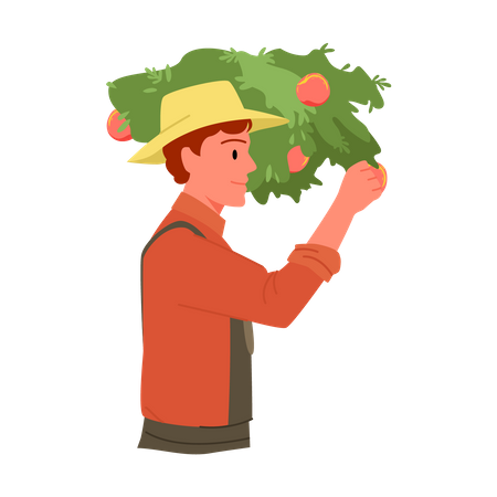Agricultor masculino segurando tomate  Ilustração