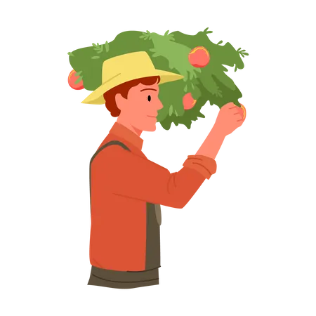 Agricultor masculino segurando tomate  Ilustração