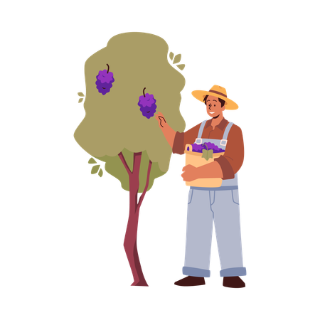 Homem com uma cesta colhendo cachos roxos de uvas de um galho de vinhedo  Ilustração