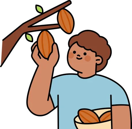 Homem colhe grãos de cacau  Ilustração