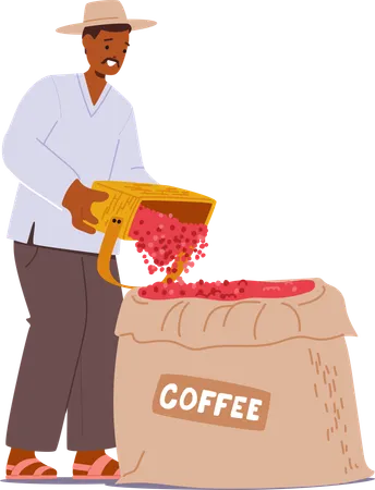 Homem despejando cerejas vermelhas de café em um saco simbolizando o estágio de coleta em massa na produção de café  Illustration