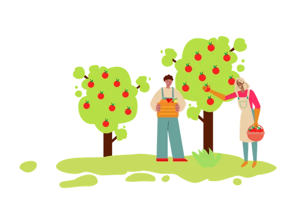 Homem e mulher coletando maçãs da árvore  Ilustração