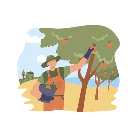 Agricultor feliz colhendo maçãs na cesta  Ilustração