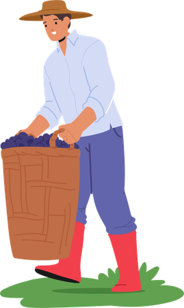 Un homme portant un chapeau et des bottes porte un grand panier rempli de raisins fraîchement cueillis  Illustration