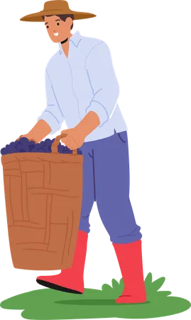 Un homme portant un chapeau et des bottes porte un grand panier rempli de raisins fraîchement cueillis  Illustration