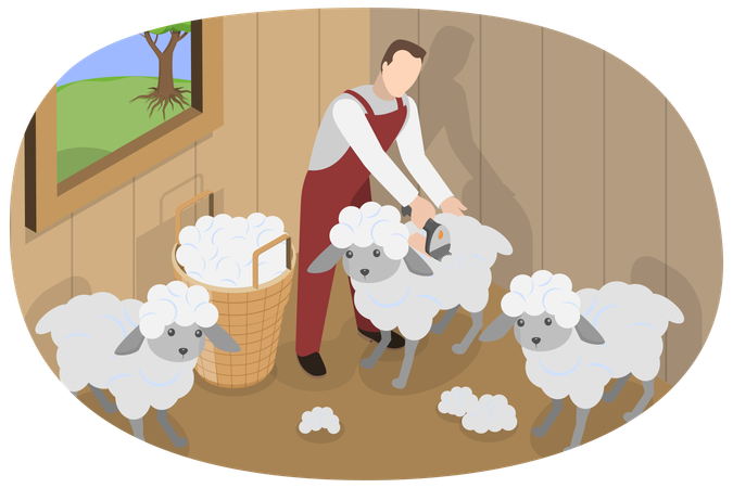 Homme tondant des moutons  Illustration