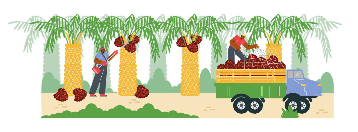 Des hommes équipés d'un équipement spécial récoltent des fruits de palmier à huile dans un camion  Illustration