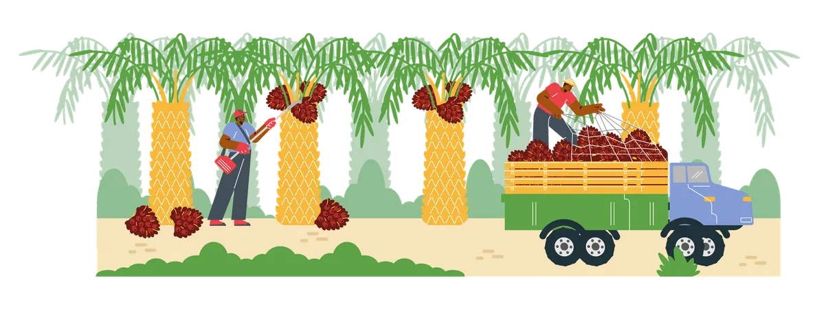 Des hommes équipés d'un équipement spécial récoltent des fruits de palmier à huile dans un camion  Illustration