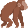 illustration for biology evolution homo sapiens