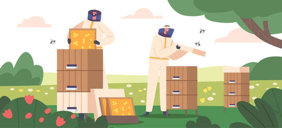 Apiculture Honey Production Beekeeping Concept With Beekeeper Characters In Protective Suits Care Of Bees Taking Frame With Honey In Honeycombs From Hive On Apiary Cartoon Vector Illustration Illustration