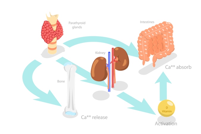 Hormona paratiroidea y metabolismo del calcio  Ilustración