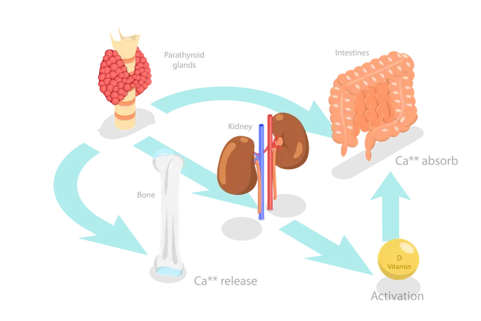 Hormona paratiroidea y metabolismo del calcio  Ilustración