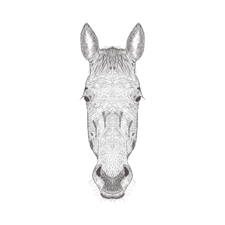 Horse  Illustration