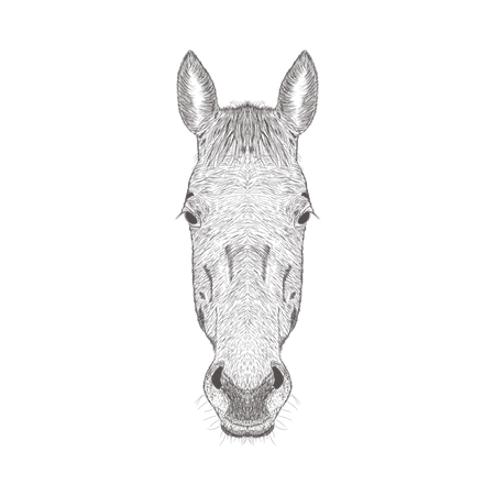 Horse  Illustration