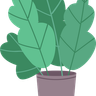 illustrations for house-plant