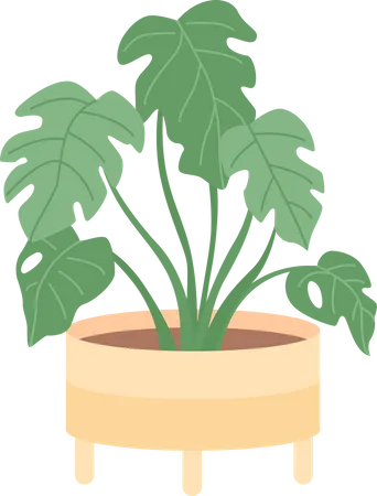 Houseplant for office interior decor  Illustration