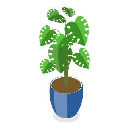 Houseplants Item 6  Illustration