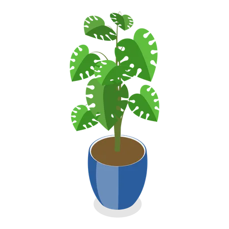 Houseplants Item 6  Illustration