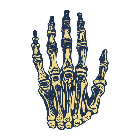 Huesos de la mano  Ilustración