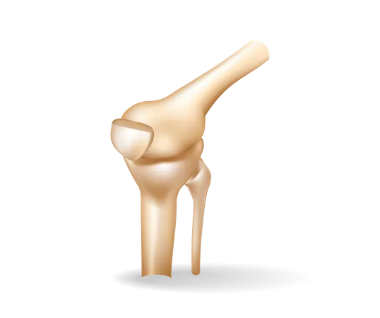 Huesos de la rodilla  Ilustración