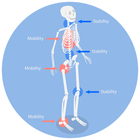 Huesos humanos  Ilustración