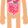 illustration for body anatomy