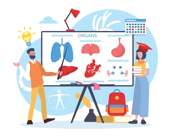 Human body anatomy science subject  Illustration