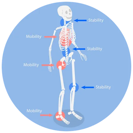 3 D Isometric Flat Vector Illustration Of Joint Stability Or Body Mobility Human Skeleton Movement And Position Illustration