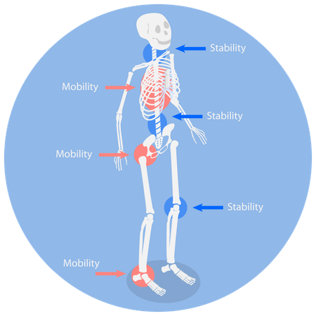 Human bones  Illustration