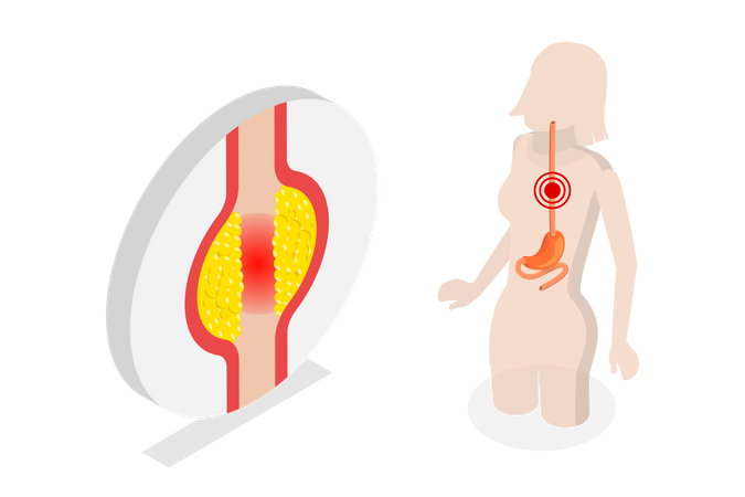 Human Digestive System  Illustration