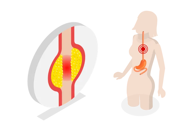 Human Digestive System  Illustration
