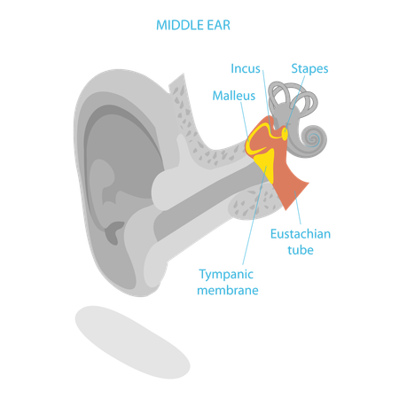 Human Ear Anatomy  Illustration