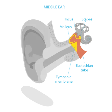 Human Ear Anatomy  Illustration