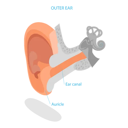 3 D Isometric Flat Vector Illustration Of Human Ear Anatomy Labeled Medical Scheme Item 3 Illustration