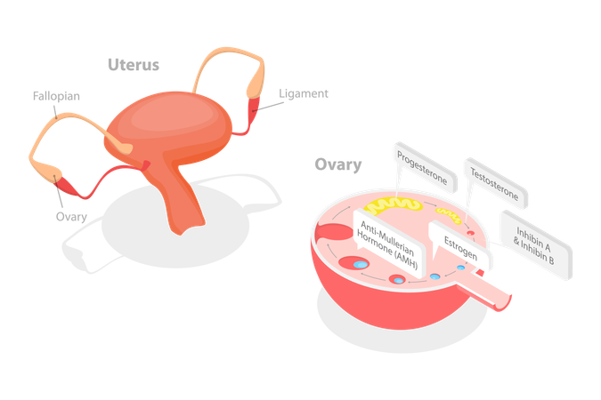 Human Endocrine System  Illustration