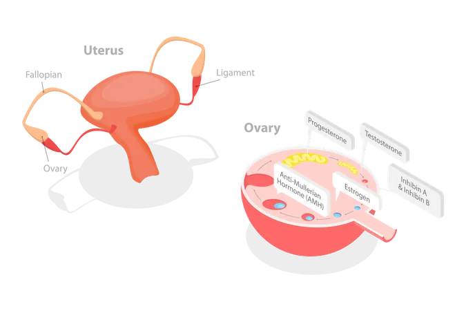 3 D Isometric Flat Vector Conceptual Illustration Of Ovaries Hormones Human Endocrine System Illustration