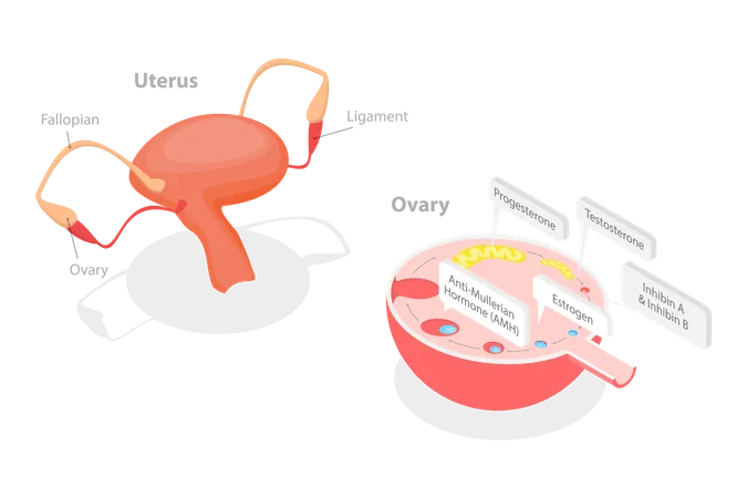 Human Endocrine System  Illustration