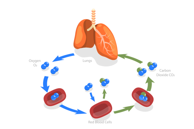 Human Gas Exchange  Illustration