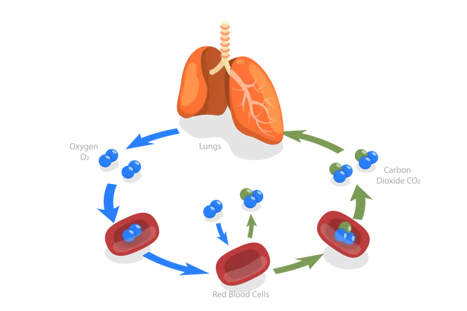 Human Gas Exchange  Illustration