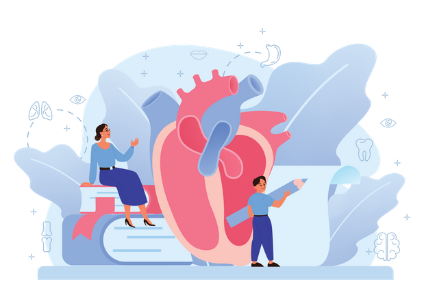 Human Heart Anatomy  Illustration