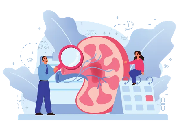 Human Kidney Anatomy Illustration