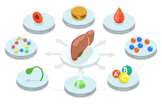 Human Liver Functions  Illustration