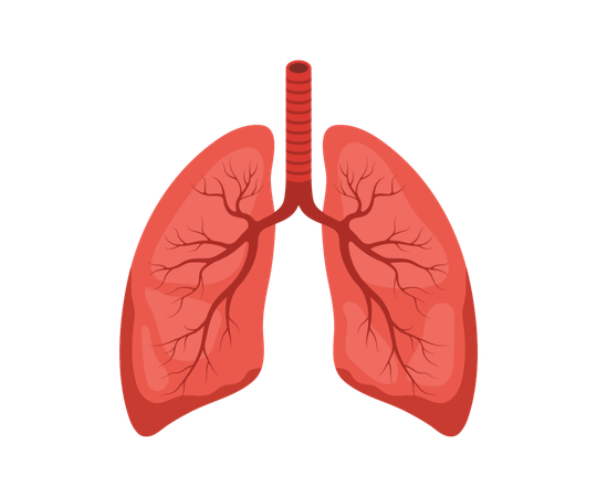 Human lung icon. Red and black Internal organ. Pulmonology and anatomy concept. Medical Vector illustration in flat cartoon style  Illustration